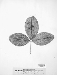 Puccinia lapsanae image